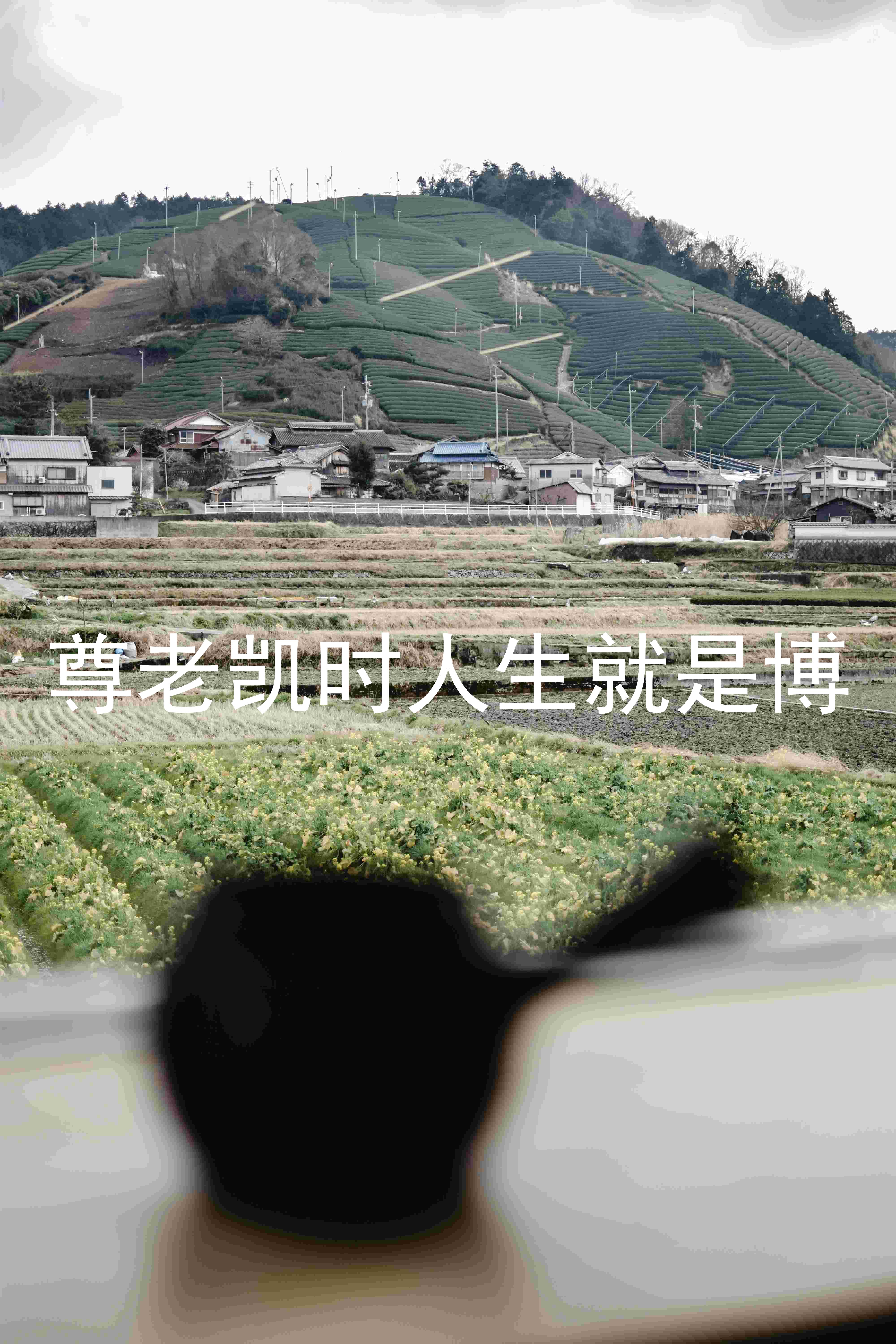 尊老凯时人生就是博
